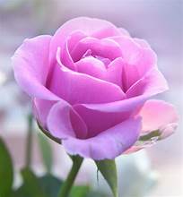 Rose - Goats Milk/Shea Butter Bar Soap