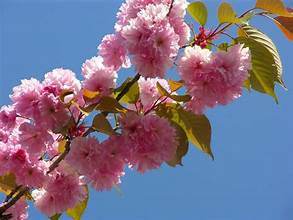 Japanese Cherry Blossom - Goats Milk/Shea Butter Bar Soap