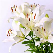 White lily and aloe (scent) - Goats Milk/Shea Butter Bar Soap